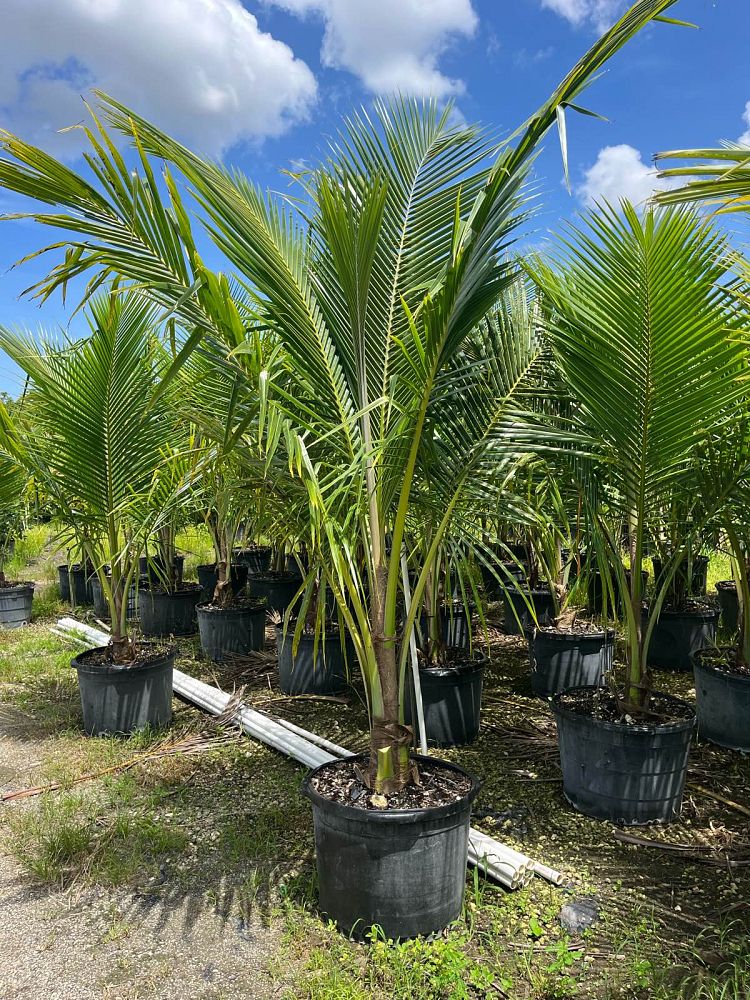 cocos-coconut-palm