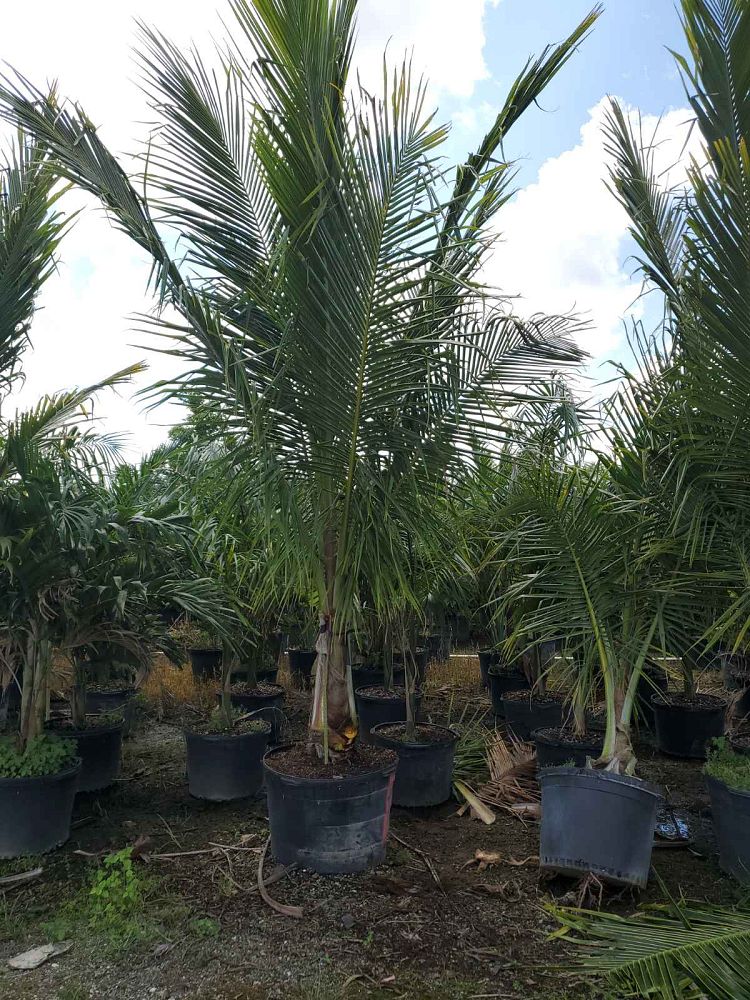 cocos-coconut-palm