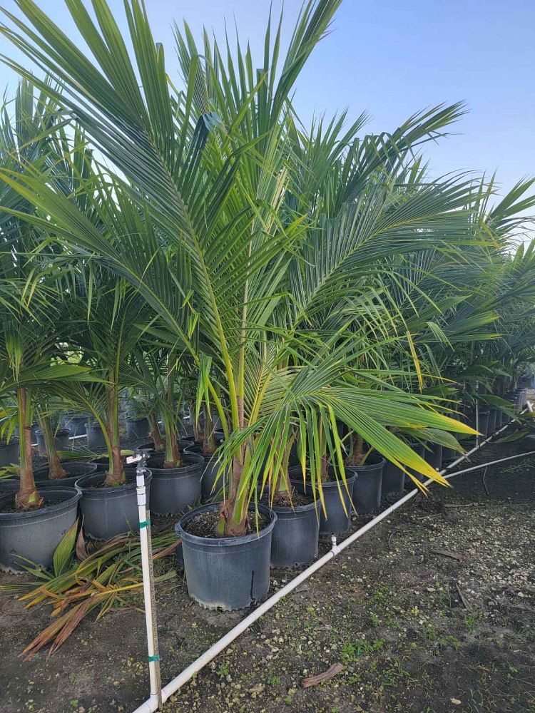 cocos-coconut-palm