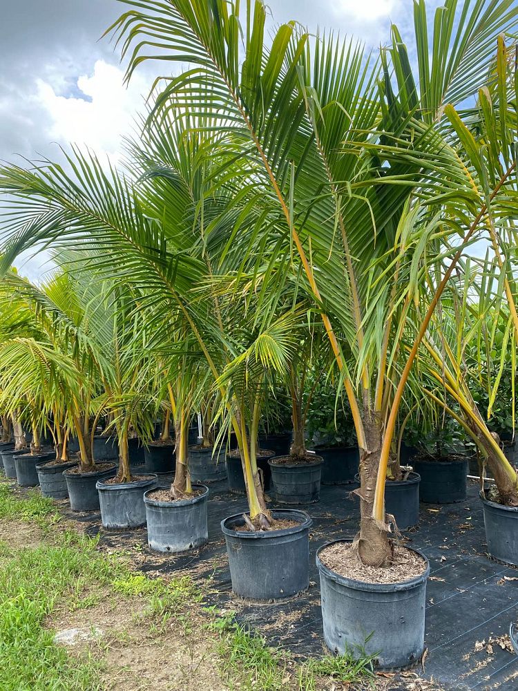 cocos-coconut-palm