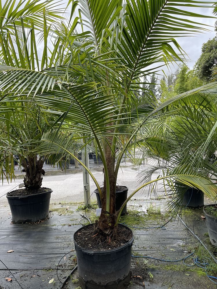 cocos-coconut-palm