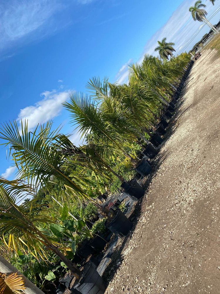 cocos-coconut-palm