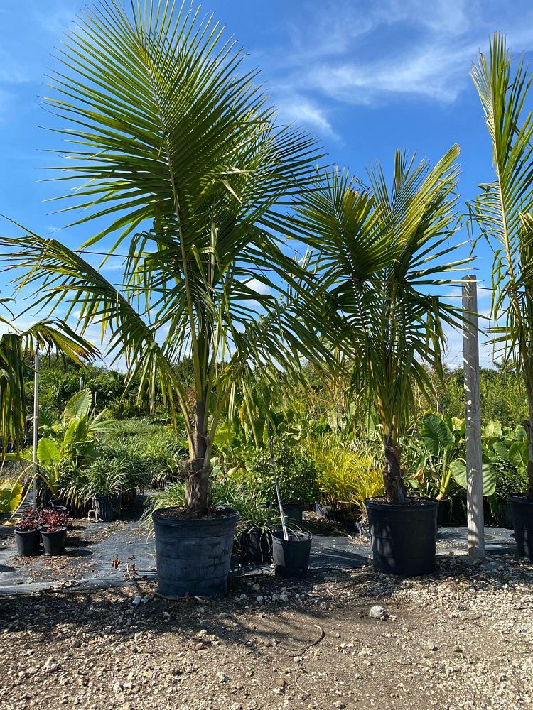 cocos-coconut-palm