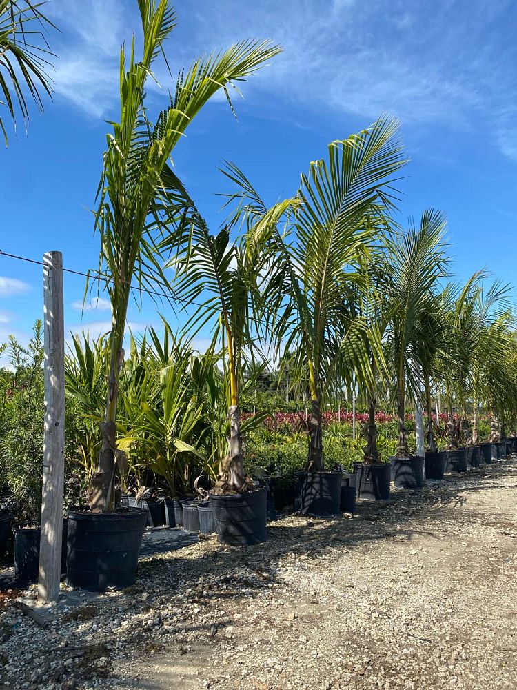 cocos-coconut-palm