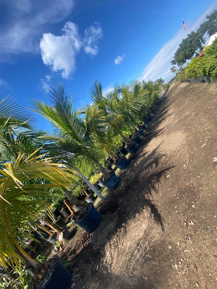 cocos-coconut-palm