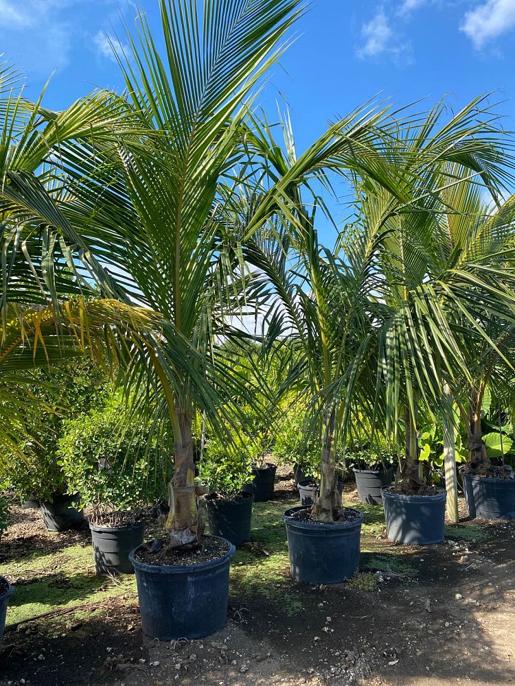 cocos-coconut-palm