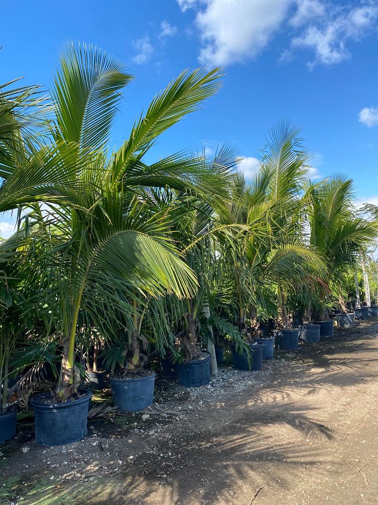 cocos-coconut-palm