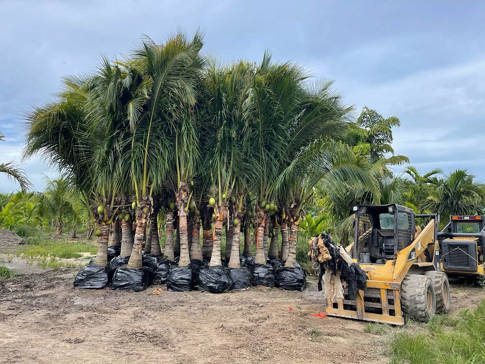 cocos-coconut-palm