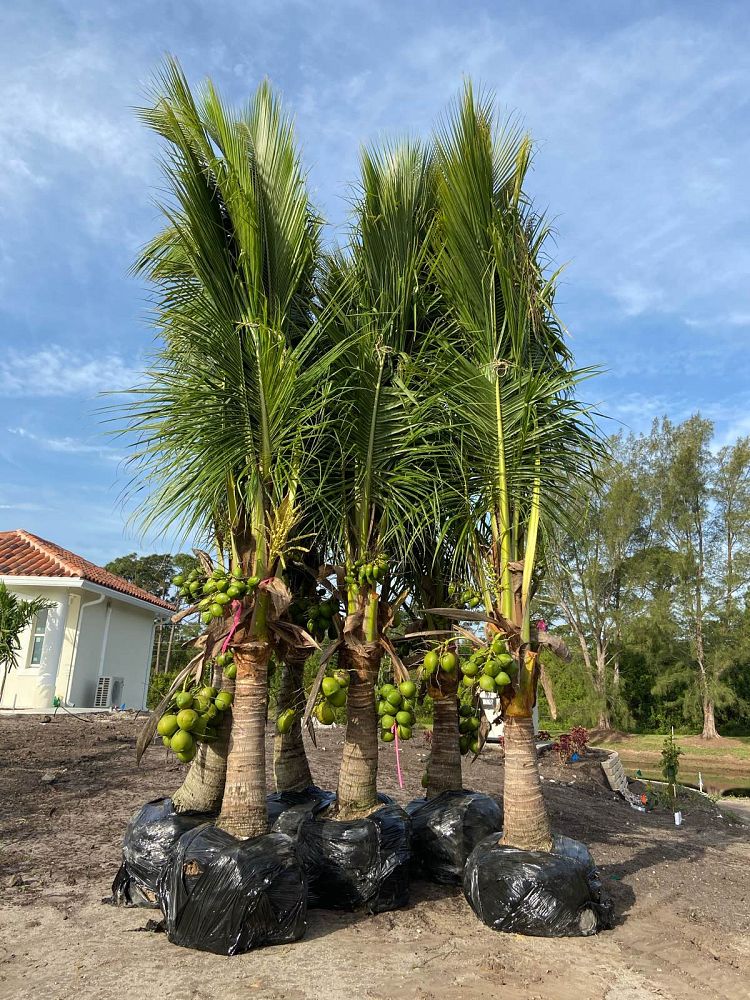 cocos-coconut-palm