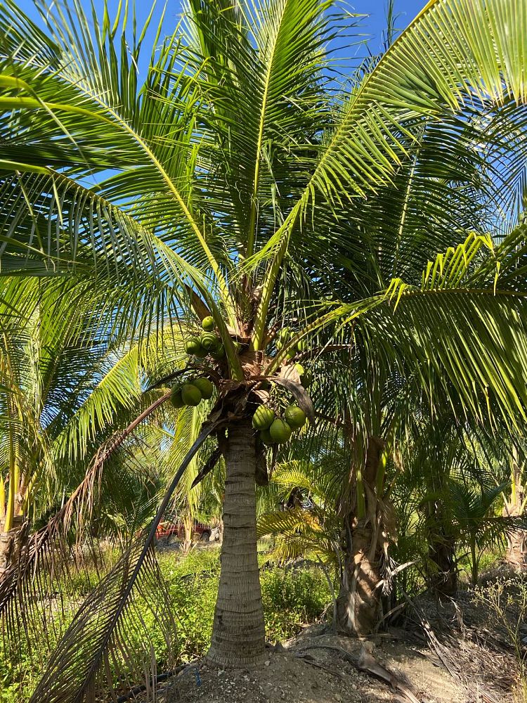 cocos-coconut-palm