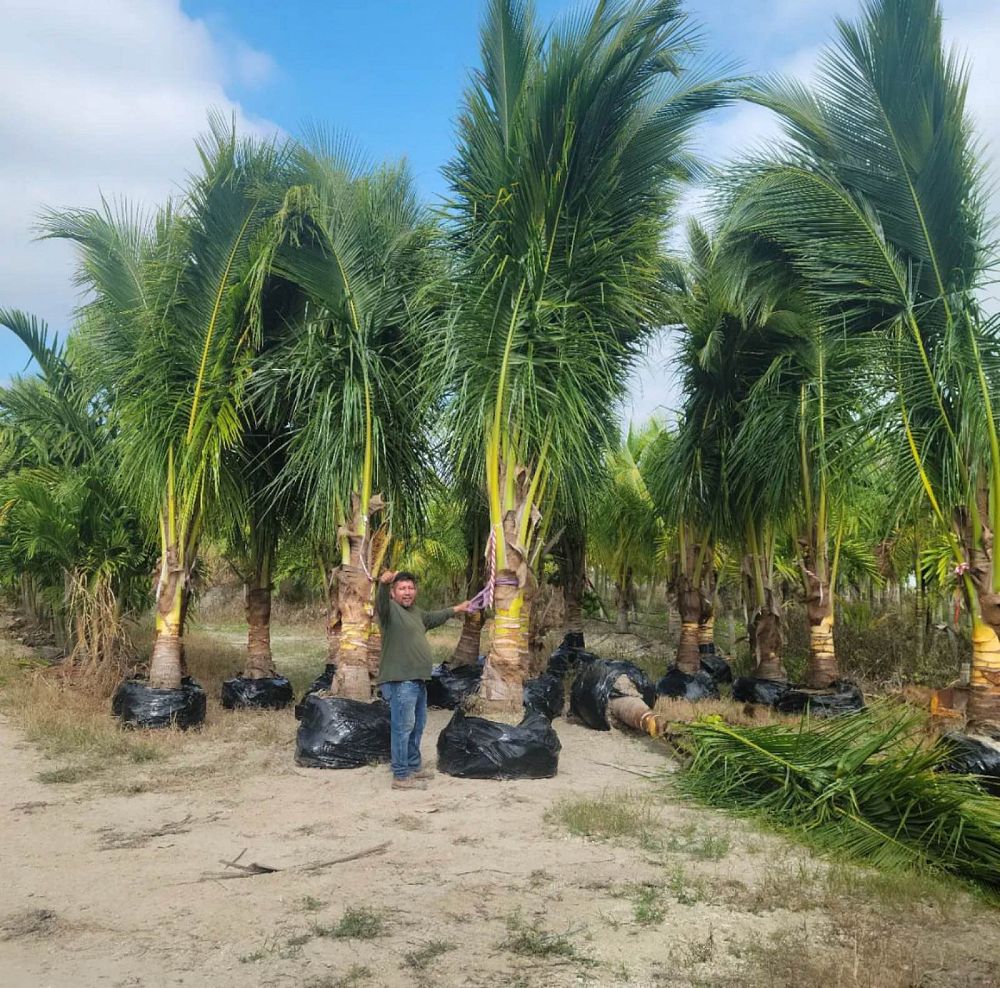 cocos-coconut-palm