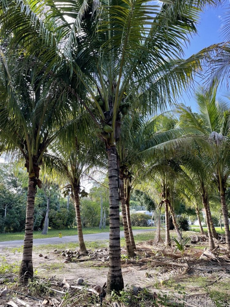 cocos-coconut-palm