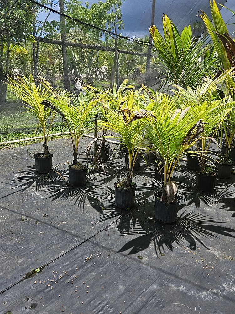 cocos-coconut-palm