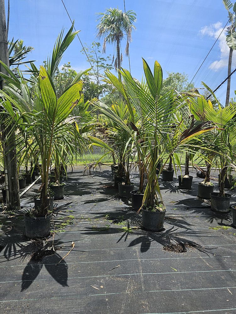 cocos-coconut-palm