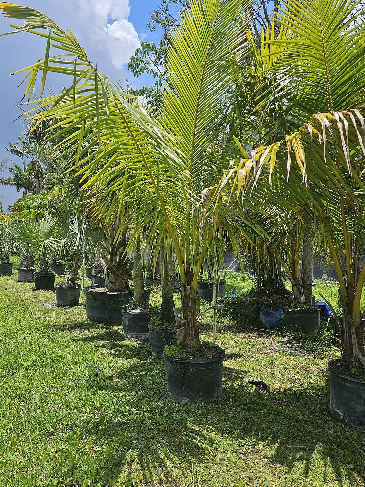 cocos-coconut-palm