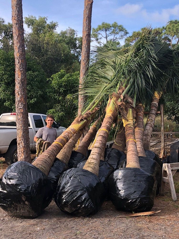 cocos-coconut-palm