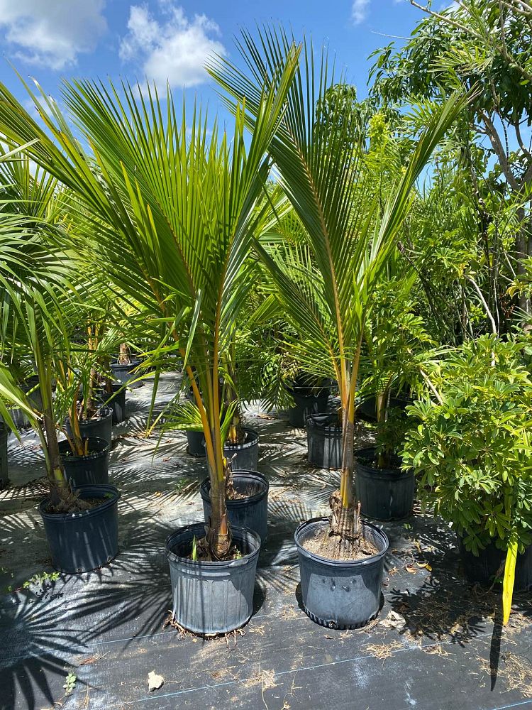 cocos-coconut-palm