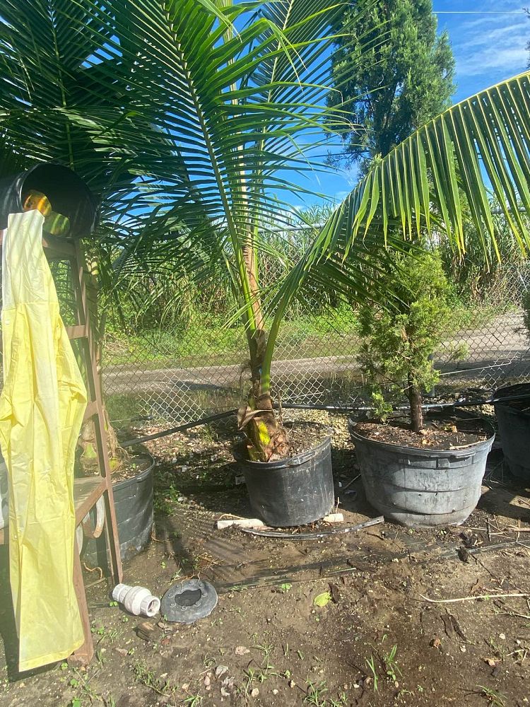 cocos-coconut-palm