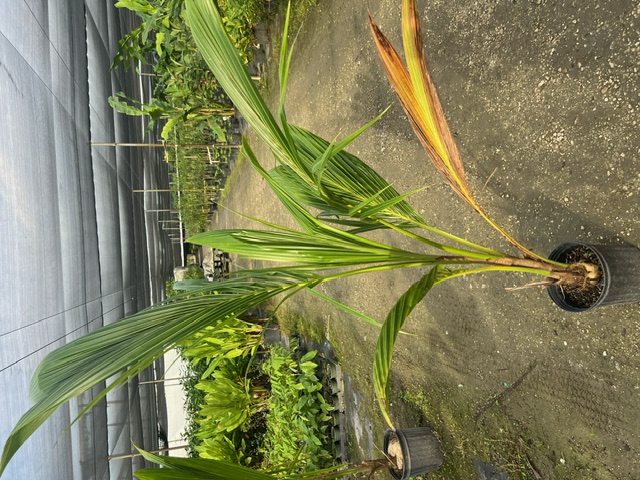 cocos-coconut-palm