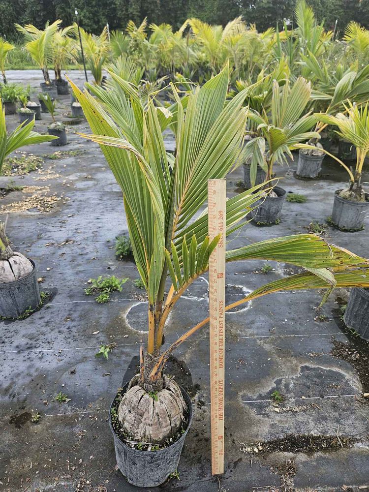 cocos-coconut-palm