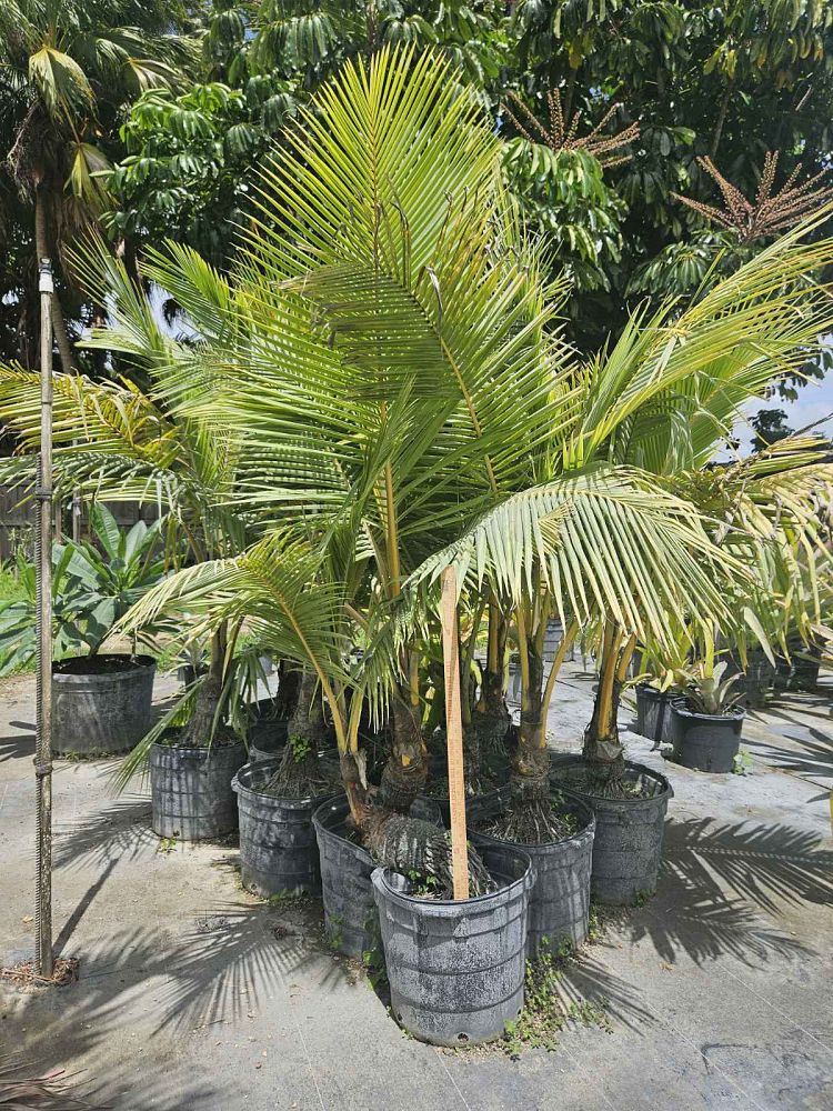 cocos-coconut-palm
