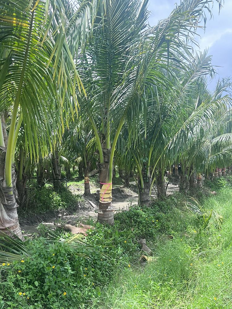 cocos-coconut-palm