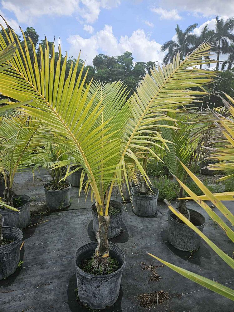 cocos-coconut-palm