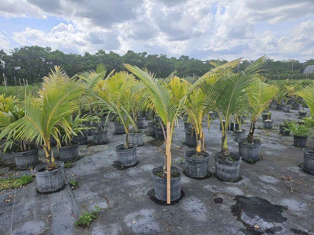 cocos-coconut-palm