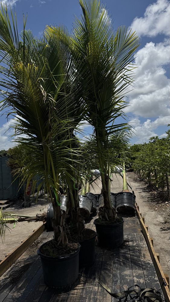 cocos-coconut-palm