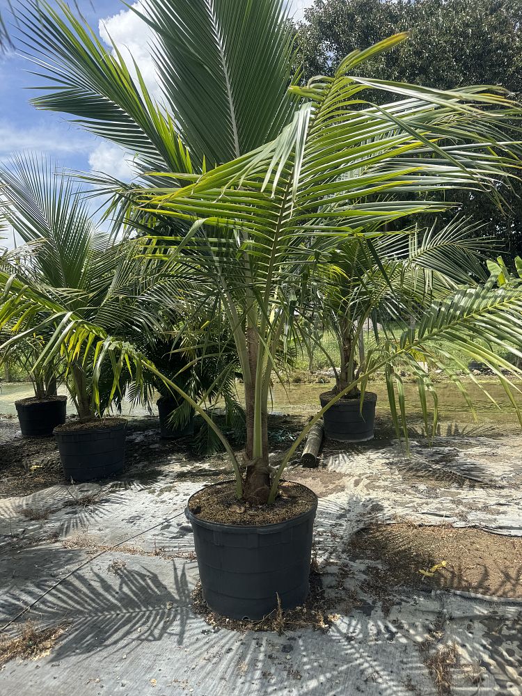 cocos-coconut-palm