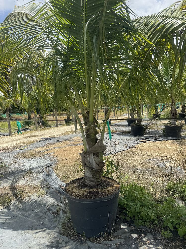cocos-coconut-palm