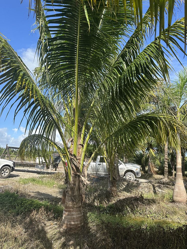 cocos-coconut-palm