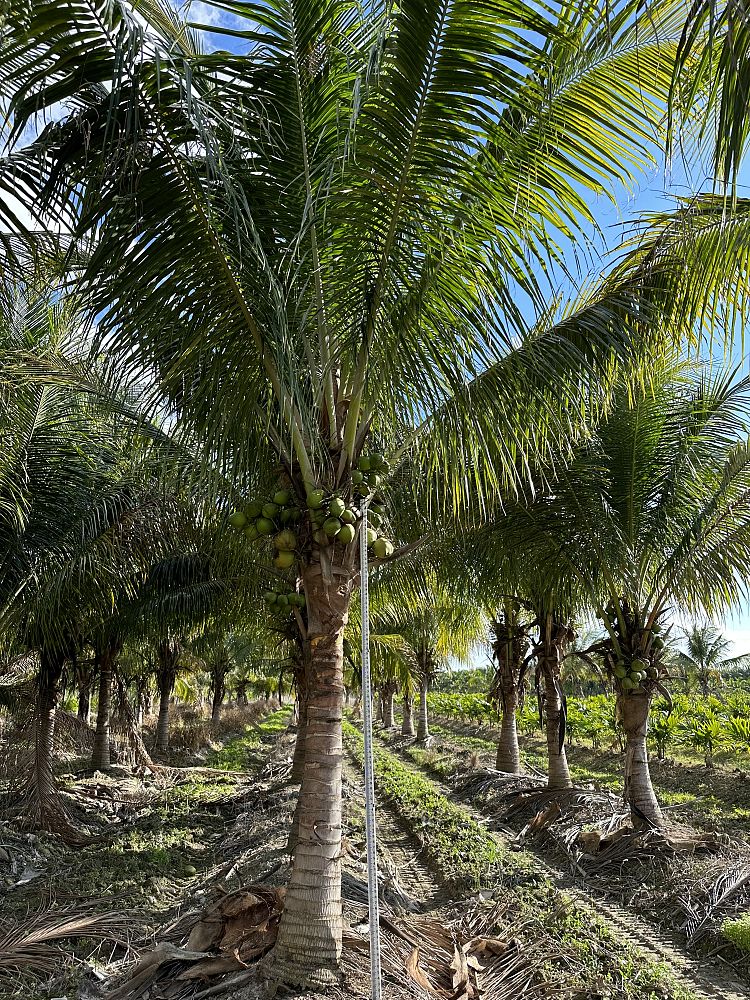 cocos-coconut-palm