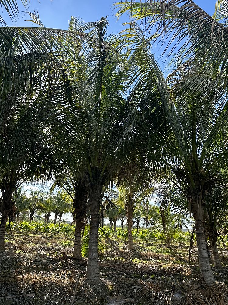 cocos-coconut-palm