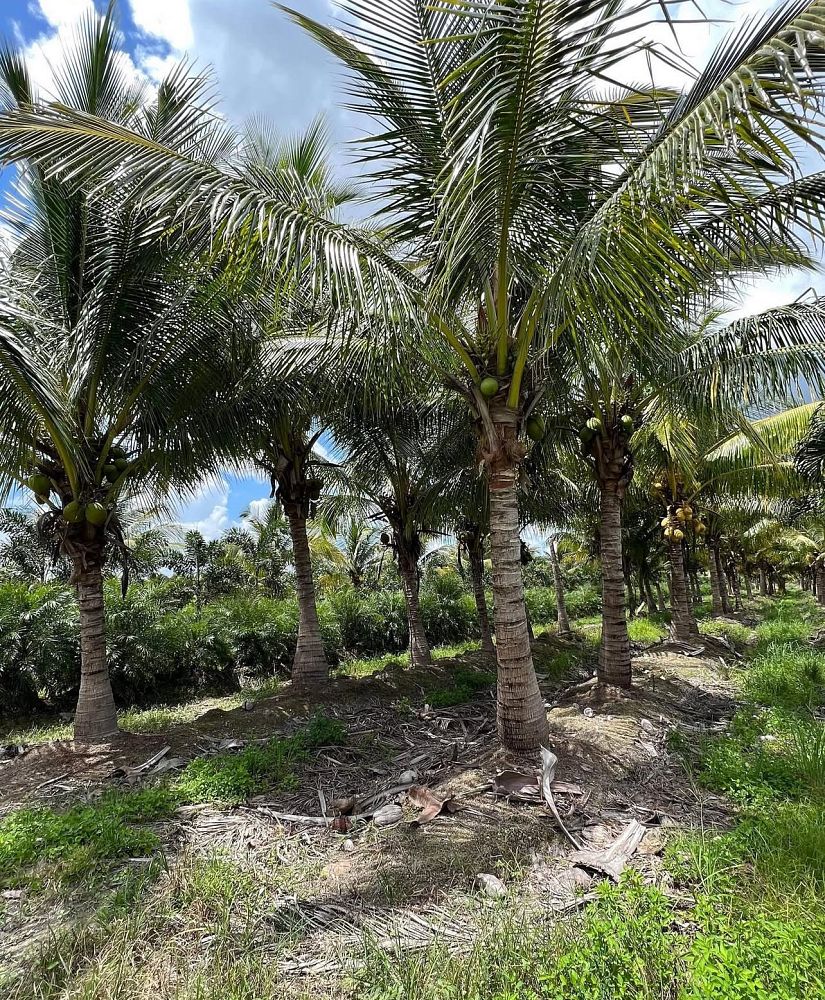 cocos-coconut-palm