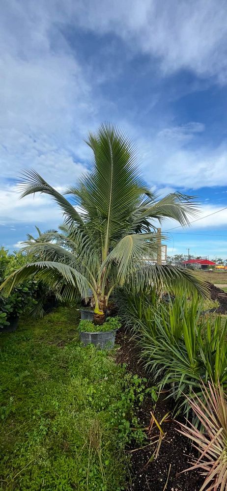 cocos-coconut-palm