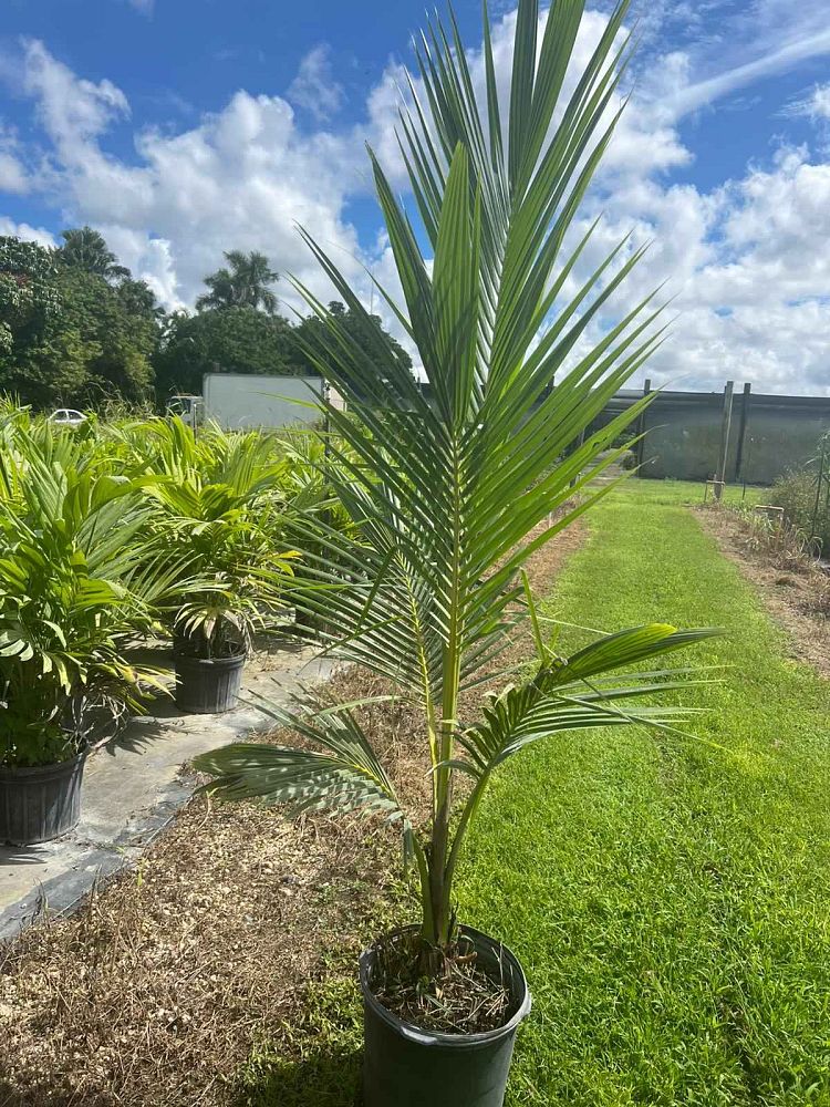 cocos-coconut-palm