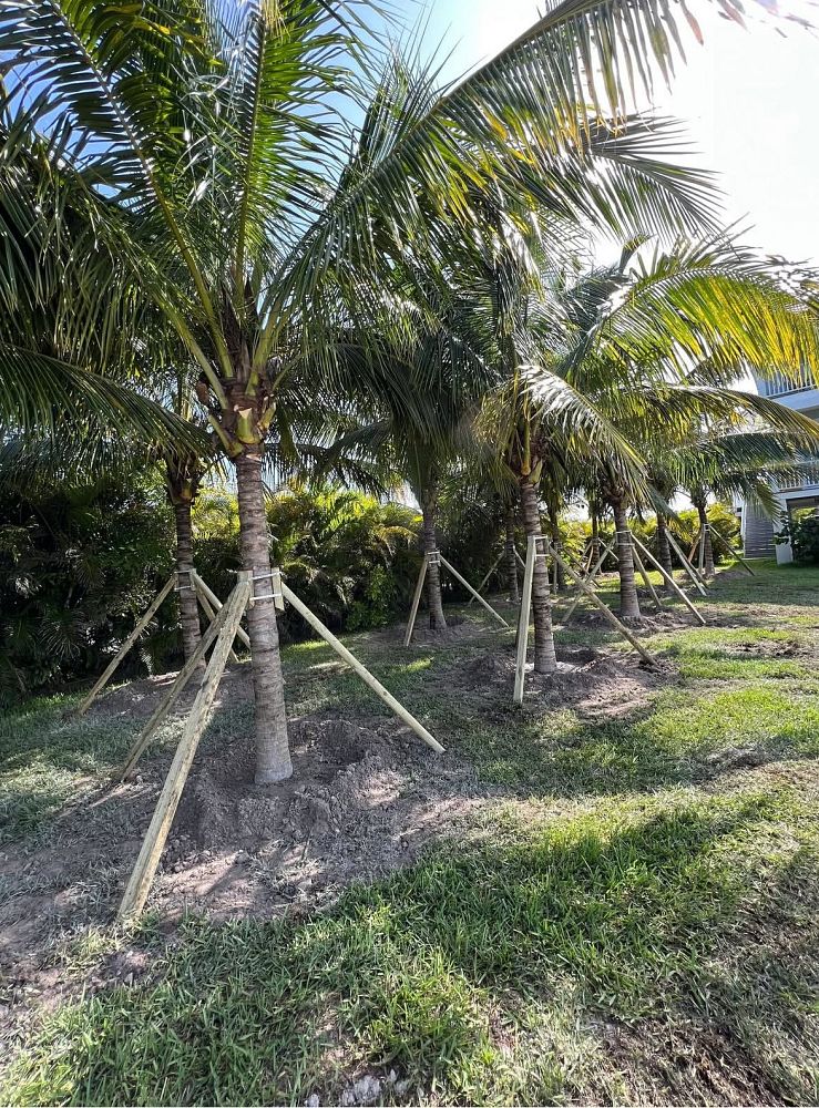 cocos-coconut-palm