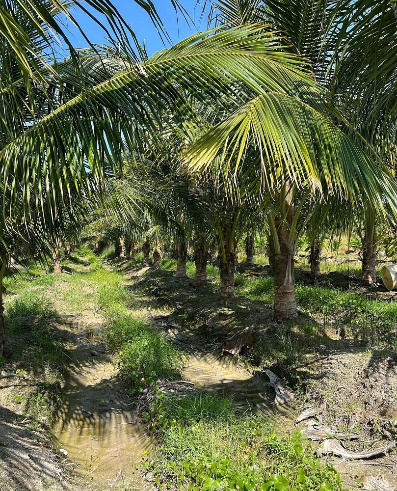 cocos-coconut-palm
