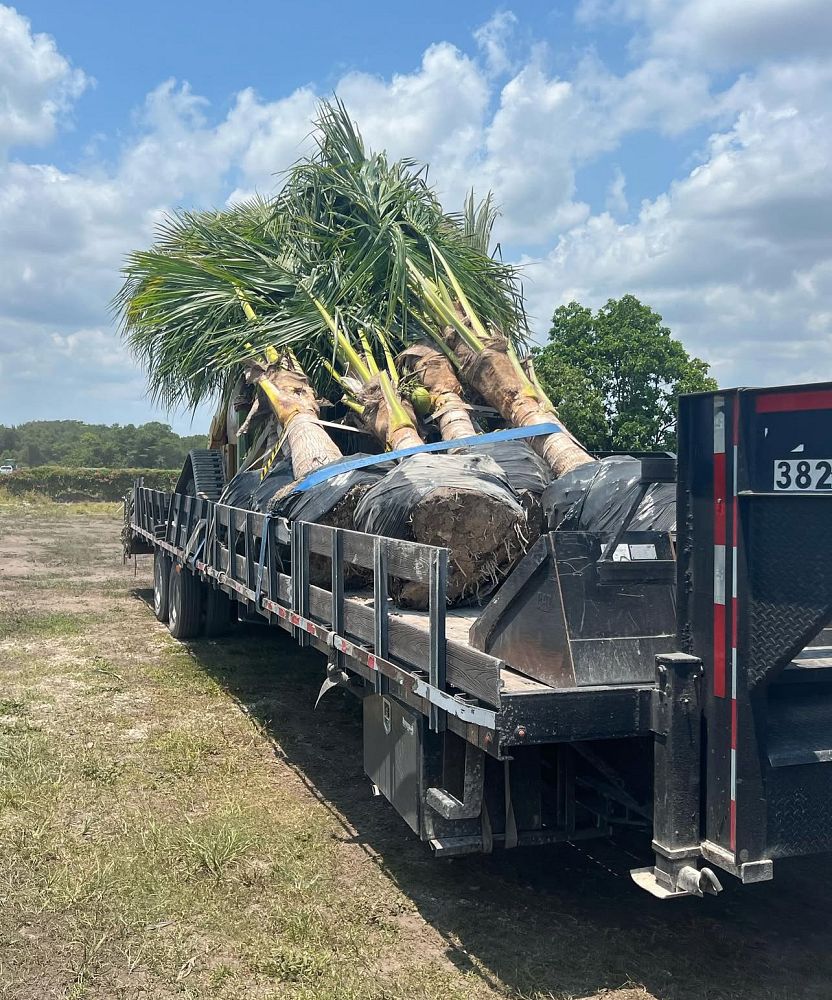 cocos-coconut-palm