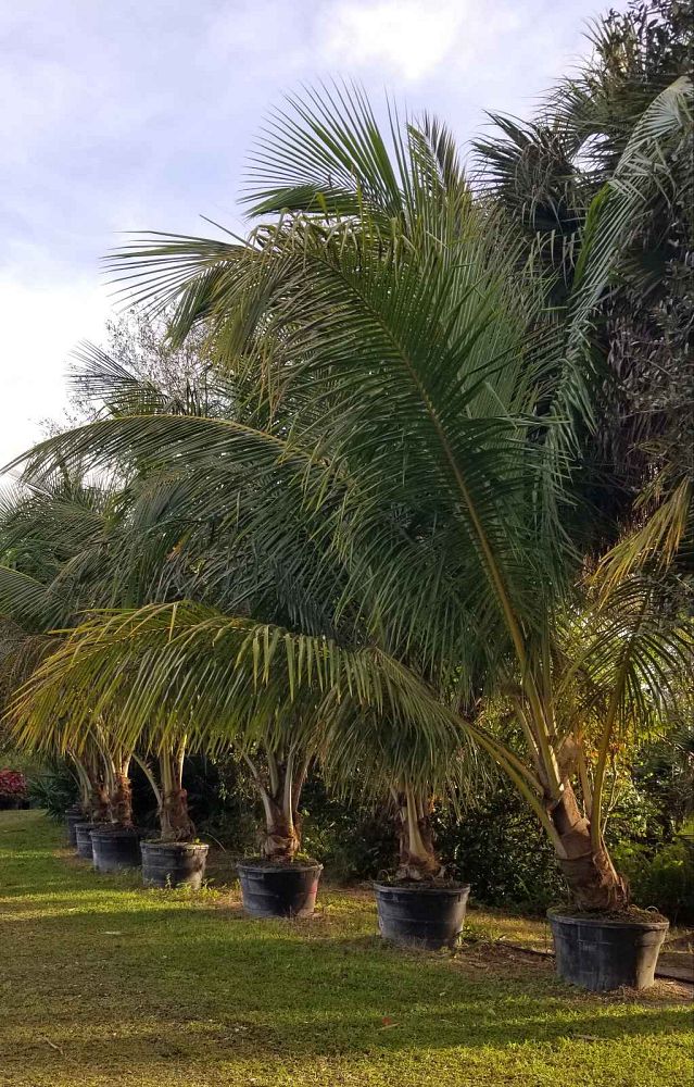 cocos-nucifera-bronze-maypan-coconut-palm