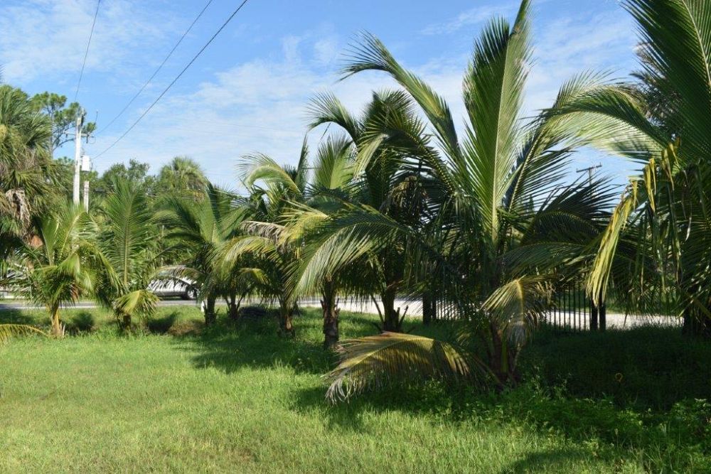 cocos-nucifera-coconut-palm