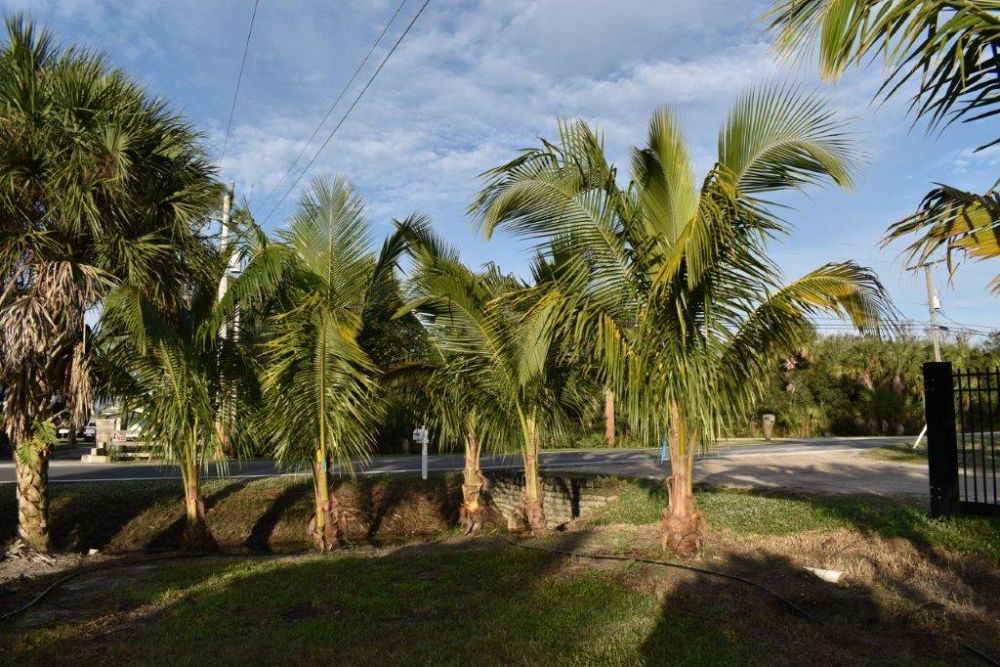 cocos-nucifera-coconut-palm