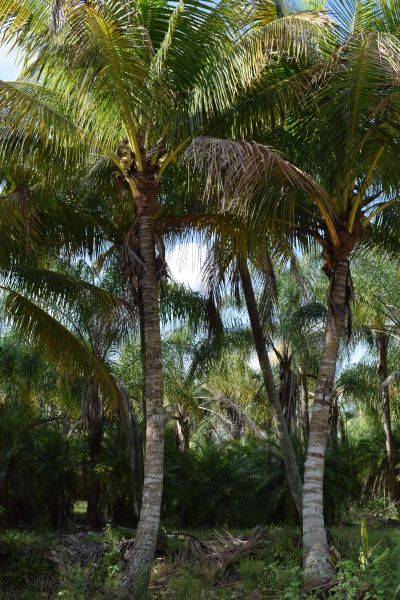 cocos-nucifera-coconut-palm