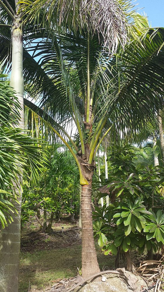 cocos-nucifera-coconut-palm