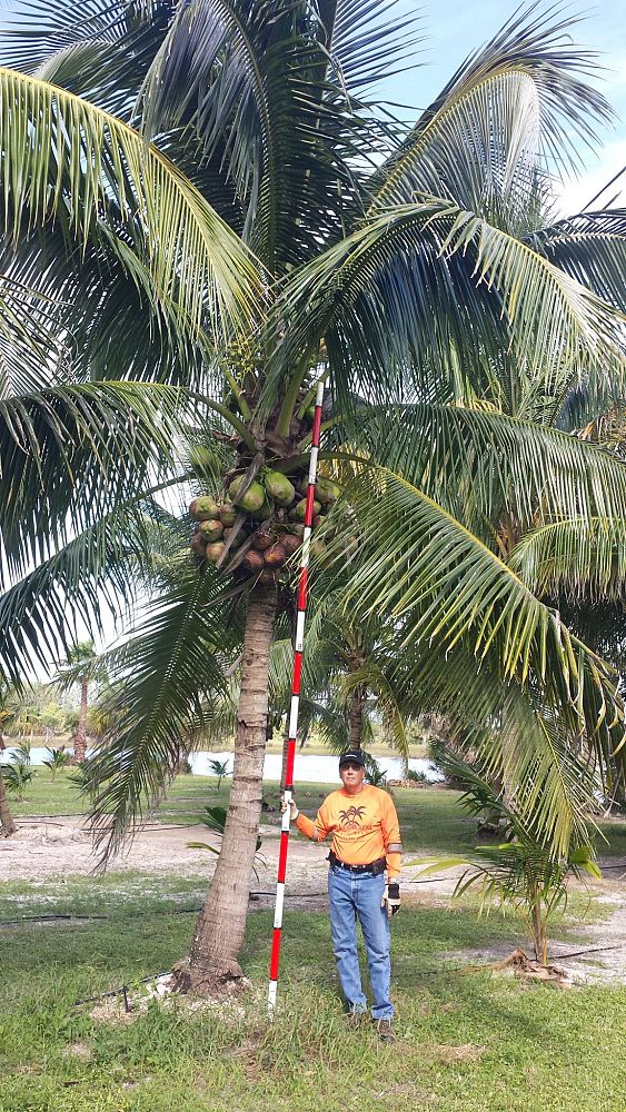 cocos-nucifera-coconut-palm