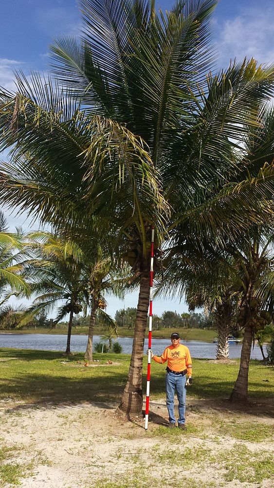 cocos-nucifera-coconut-palm