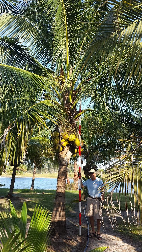 cocos-nucifera-coconut-palm