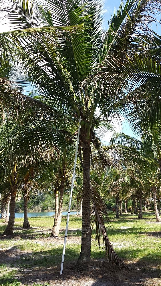 cocos-nucifera-coconut-palm