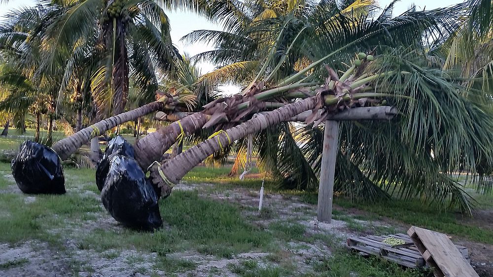 cocos-nucifera-coconut-palm